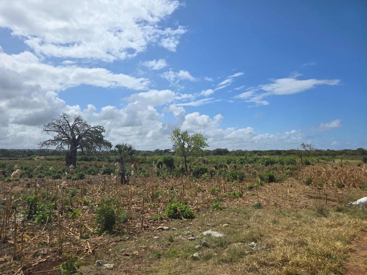 1 acre prime land in Vipingo, Kilifi for sale, photo 2