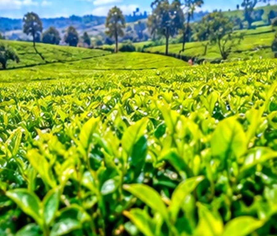 6.5 acre tea farm for sale in Othaya, Nyeri in Othaya, Nyeri – Rhokawi Properties
