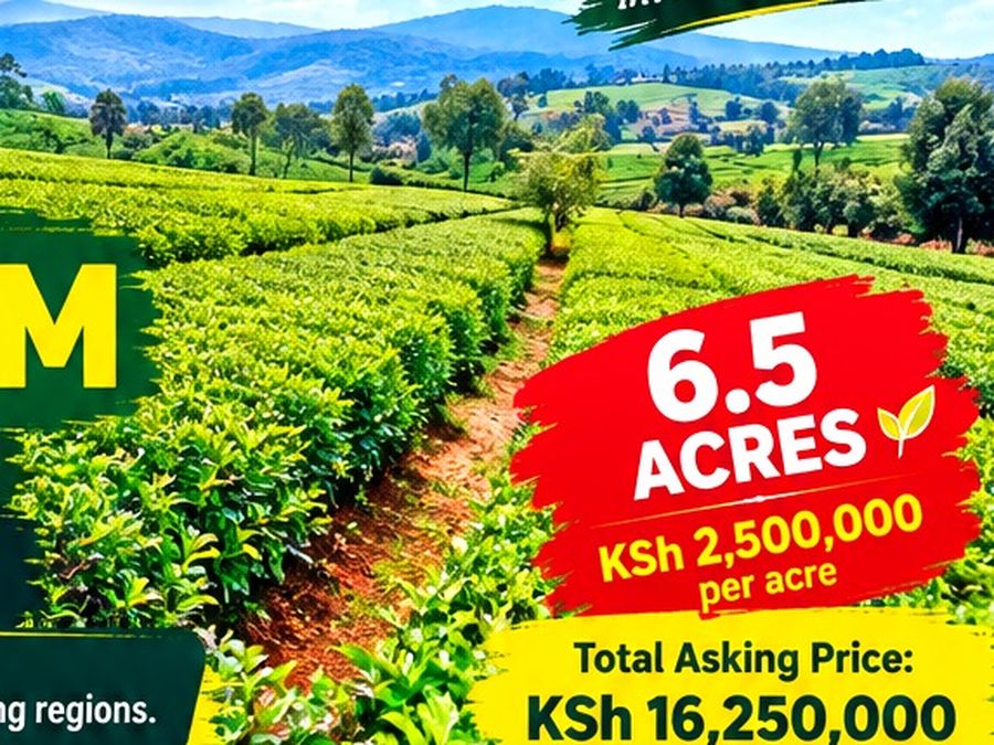 6.5 acre tea farm for sale in Othaya, Nyeri, photo 2