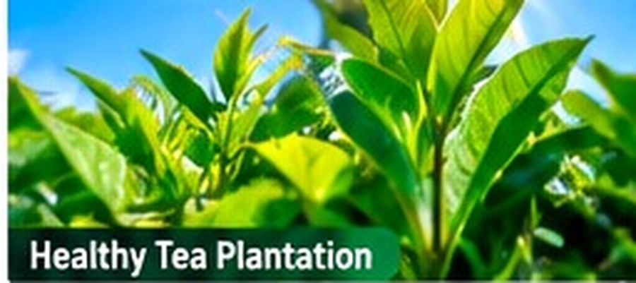 6.5 acre tea farm for sale in Othaya, Nyeri, photo 4