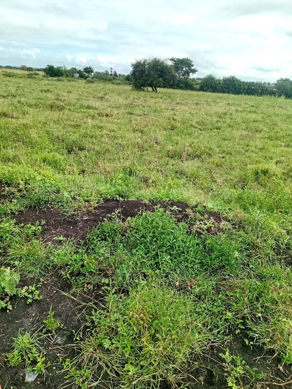 Plots for sale in Acacia, 5 km from Namanga Road in Acacia, Kajiado – Rhokawi Properties